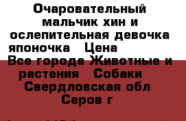 Очаровательный мальчик хин и ослепительная девочка японочка › Цена ­ 16 000 - Все города Животные и растения » Собаки   . Свердловская обл.,Серов г.